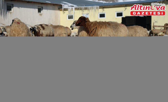 Bayburt'ta besicilerin zorlu kış mesaisi sürüyor