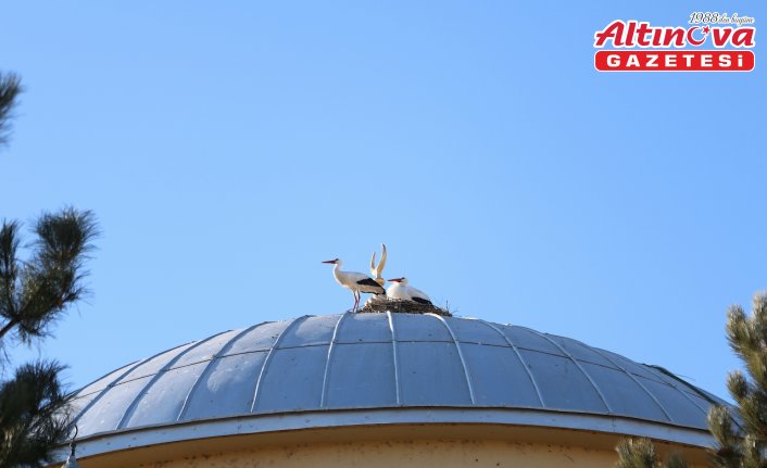 Bayburt'taki yuvasından 23 yıl sonra ayrılan “Vefalı“ leylek geri döndü