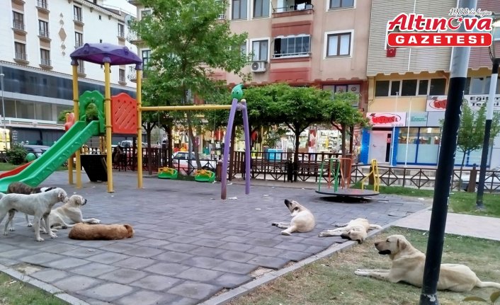 Boyabat Belediyesi sahipsiz köpekleri toplatacak
