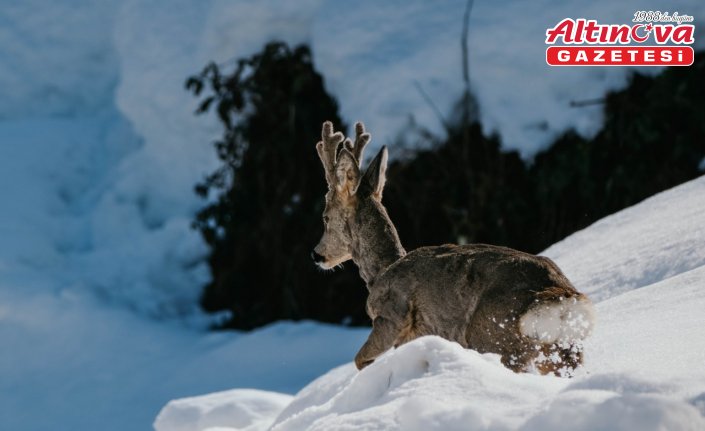 Hopalı balıkçılar denizdeki karacayı ağlarıyla kurtardı