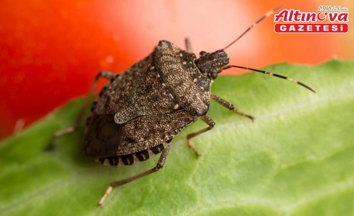İlkadım Belediyesinden kahverengi kokarca ile mücadeleye destek