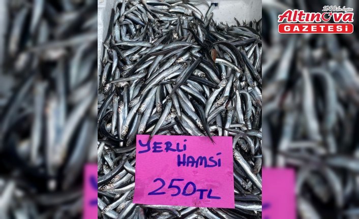Ordu'da hamsinin kilogramı 250 liradan satılıyor