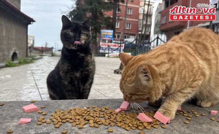 Restoranın kasada dağıttığı mamalarla sahipsiz kedileri besliyorlar