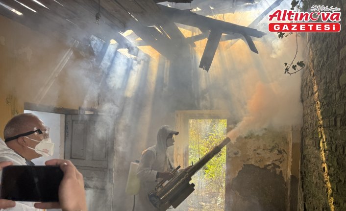 Samsun'da çiftçiler, kahverengi kokarcaya karşı “seferberlik“ başlattı