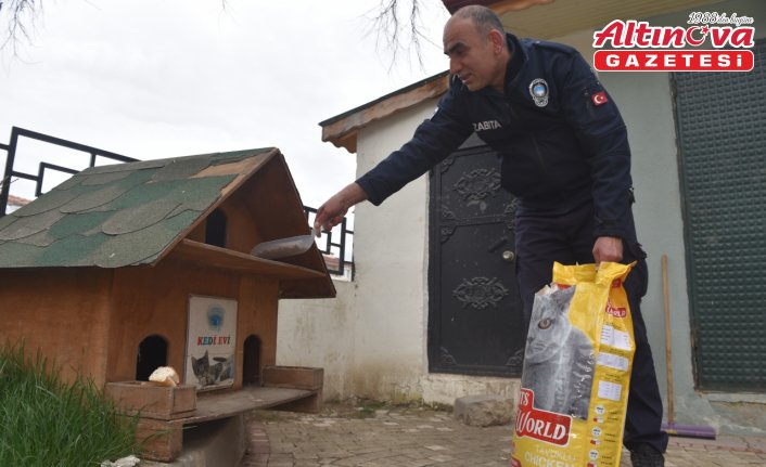 Taşköprü Belediyesi, sokak hayvanları için kedi evlerine mama bırakıyor