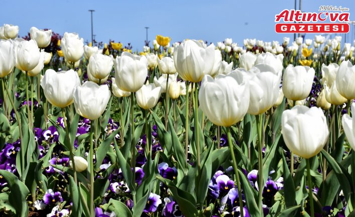 Trabzon ilkbaharın gelmesiyle renklendi