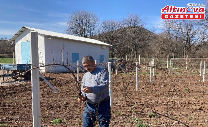Zile'de bağcılığın ayağa kaldırılması için çalışmalar yürütülüyor