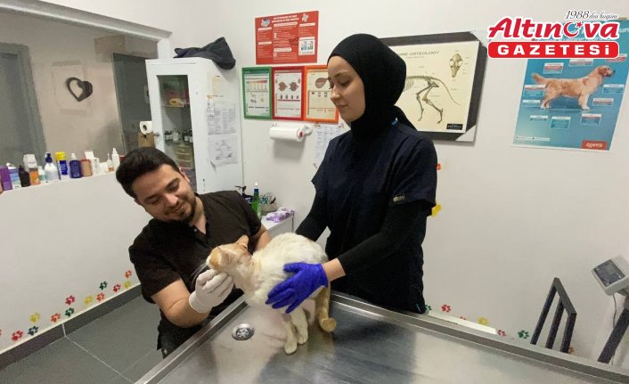 Zonguldak'ta beslenmekte zorlanan yaralı kediye metal diş kaplaması yapıldı