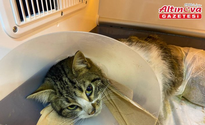 Zonguldak'ta yaralı bulunan kedi tedavisini üstlenen hayvansever sayesinde hayata tutundu
