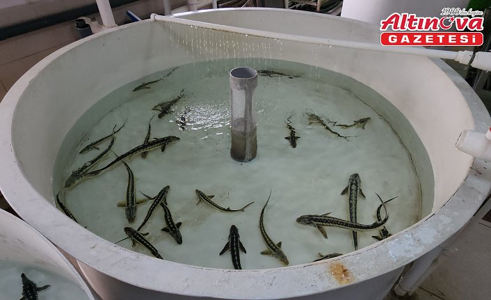 Amasya'da sezonun ilk mersin balığı sağımı ve havyar üretimi yapıldı
