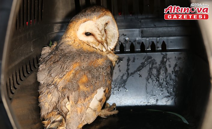 Amasya'da yaralı peçeli baykuş tedavi altına alındı