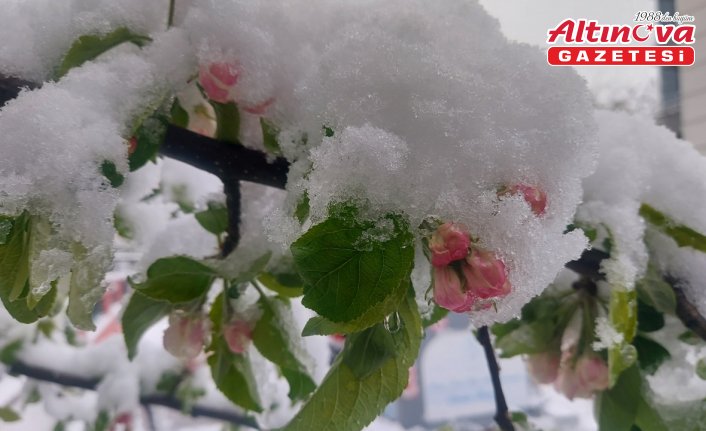 Amasya'da çiçek açan meyve ağaçları kar altında kaldı