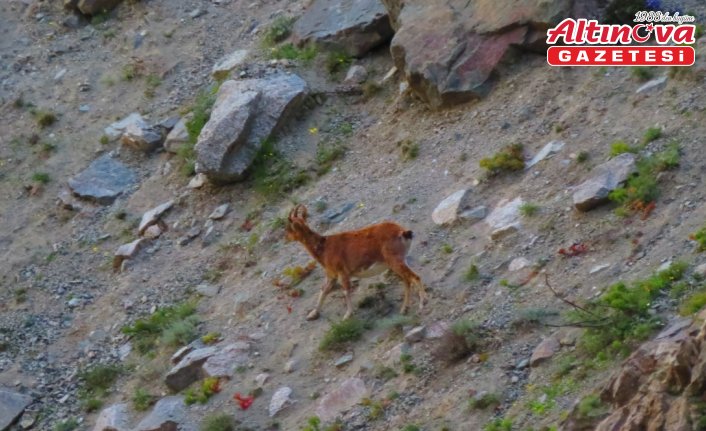 Artvin'de baraj gölü kıyısına inen yaban keçileri görüntülendi