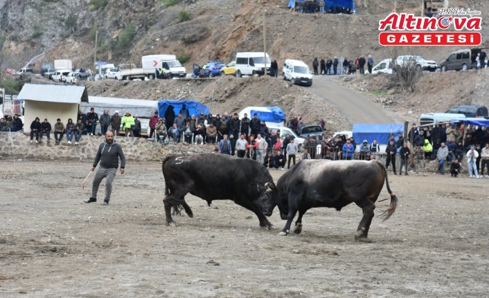 Artvin'de “Yusufeli Sarıgöl 30. Geleneksel Boğa Güreşleri Festivali“ yapıldı
