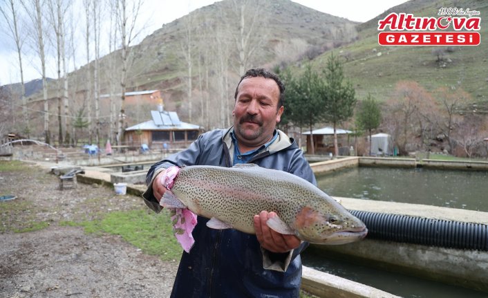 Bayburt'ta alabalık yetiştiricileri sağım mesaisinde