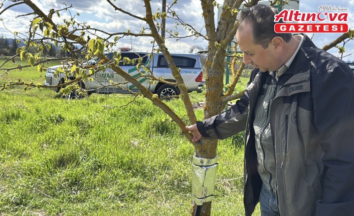 Bolu'da fındığın kuraklığa dayanıklılığı belirlenerek üretimde süreklilik hedefleniyor