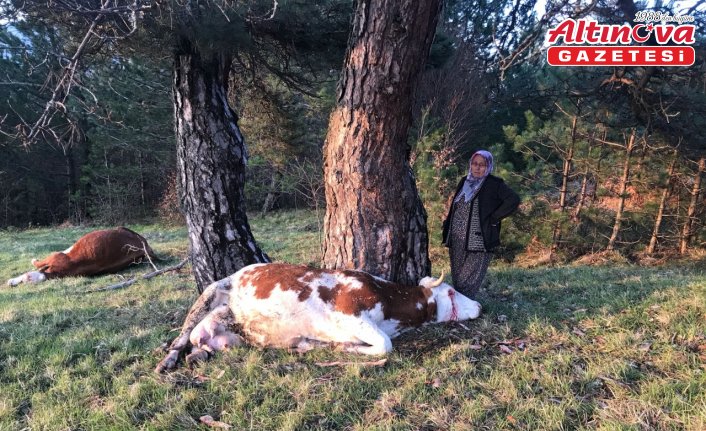 Bolu'da yıldırım isabet eden 2 inek öldü