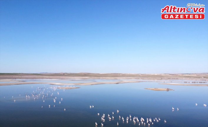 Eskişehir'deki Kavuncu Göleti'nin doğal sit alanı olması için çalışılıyor