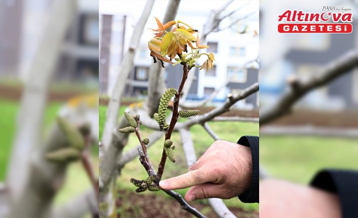 Fındık üreticilerine zirai donun etkilerini azaltmak için yaprak gübrelemesi önerisi