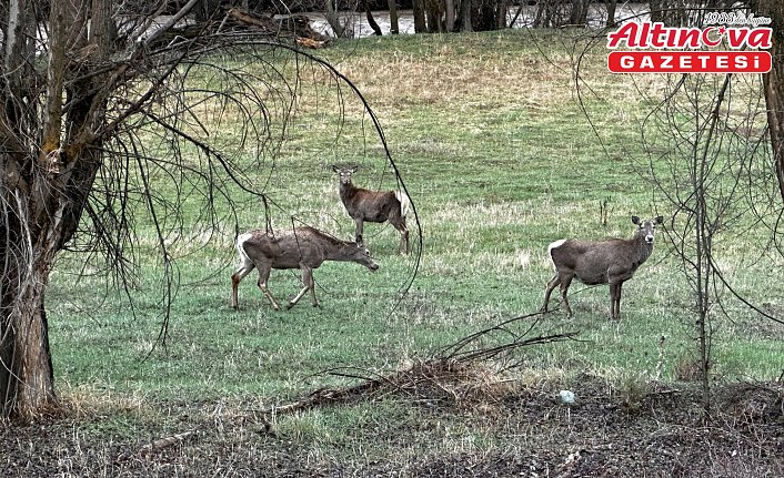 Giresun'da sürü halindeki kızıl geyikler görüntülendi