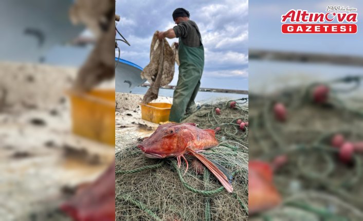 Karadeniz'de nadir görülen fener ve kırlangıç balığı ağlara takıldı