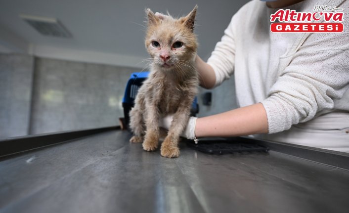 Mahallenin kedisi “Kirli“ uzman ellerde sağlığına kavuşacak