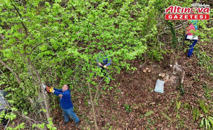 Ordu'da fındığı verimli hale getiren projede çalışmalar başladı