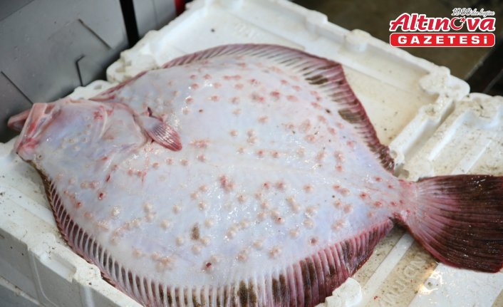 Ordu'daki balık tezgahlarında kalkan bereketi