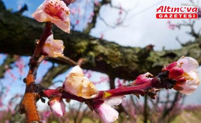 Sert çekirdekli meyve ağaçlarında “monilya“ hastalığı uyarısı