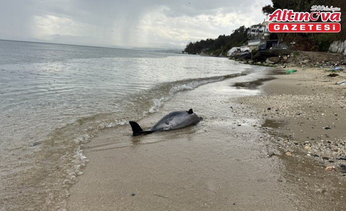 Sinop'ta 2017'den bu yana 130 ölü yunus karaya vurdu