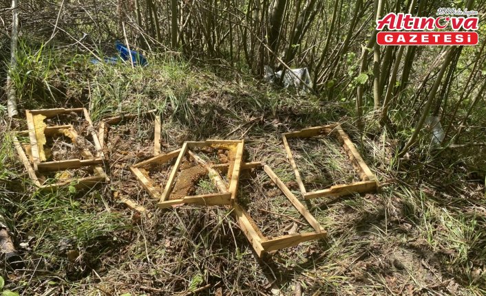 Sinop'ta ayılar arı kovanlarına zarar verdi