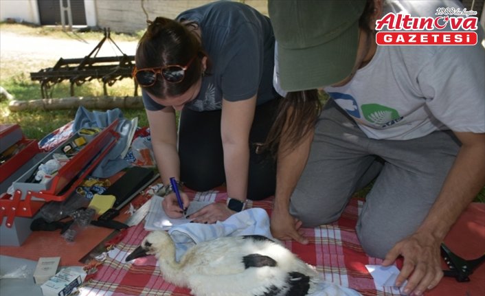 Sinop'ta yavruyken halka takılan leylek Güney Afrika'da gözlendi