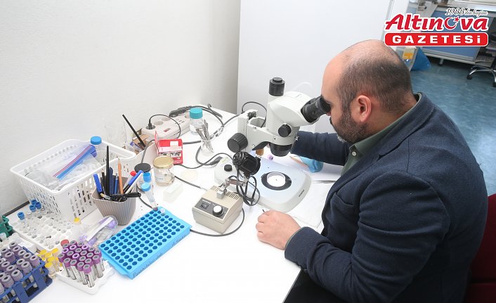 Tokat Gaziosmanpaşa Üniversitesinin laboratuvarında 30 bini aşkın kene bilimsel çalışmalar için saklanıyor