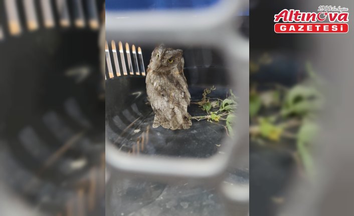 Tokat'ta aspiratöre sıkışan baykuş yavrusu itfaiye ekiplerince kurtarıldı