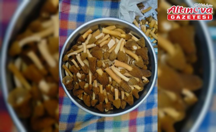 Tokat’ta kuzugöbeği mantarı toplanmaya başlandı