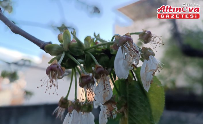 Tosya'da zirai dondan 6 bin 725 dekar alan etkilendi