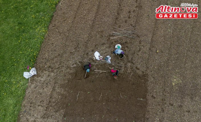 Trabzonlu çiftçiler patates ekim mesaisinin sonuna geldi