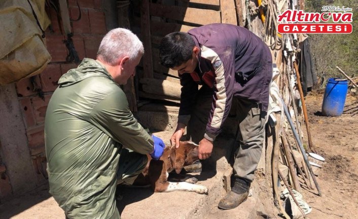 Türkeli ve Durağan'da sahipli köpeklere yönelik mikroçip uygulaması yapıldı