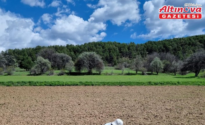 Alucra'da tarımsal ürünlerin arazi kontrolleri yapılıyor