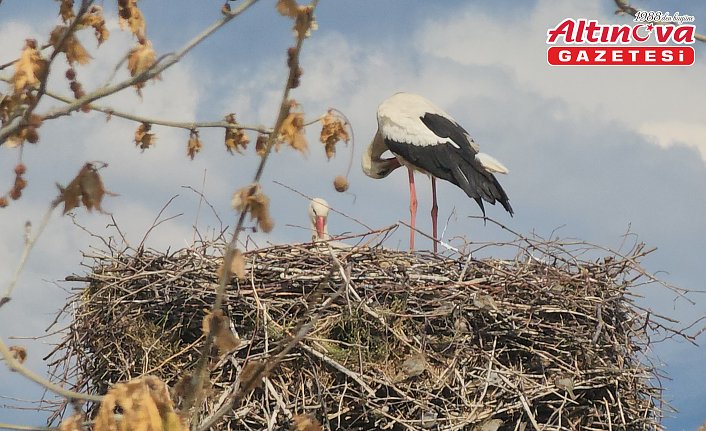 Amasya'da leylekler bahar mevsimiyle yuvalarına döndü