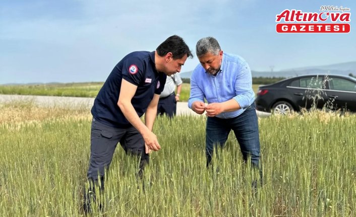 Amasya’da buğday tarlaları yerinde incelendi
