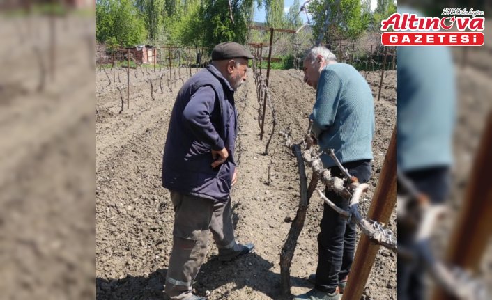 Amasya’da çiftçilere bağ bakımı eğitimi verildi