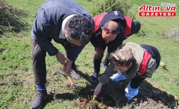 Amasya'da süneyle mücadele devam ediyor