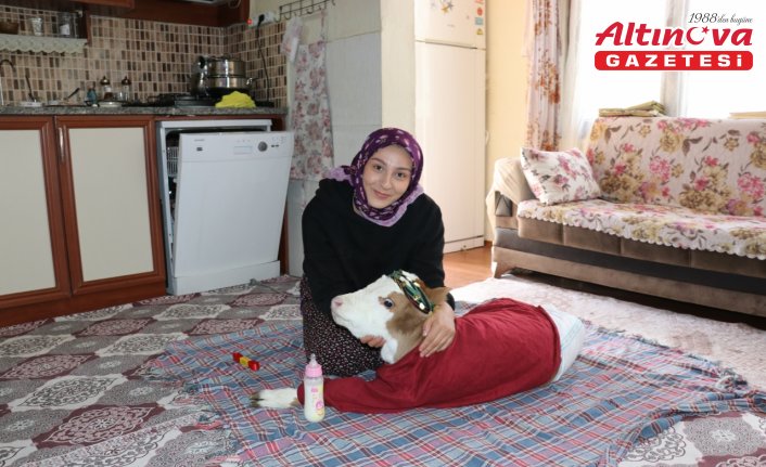 Annesi rahatsızlanan buzağı “Nisan“ evde misafir ediliyor