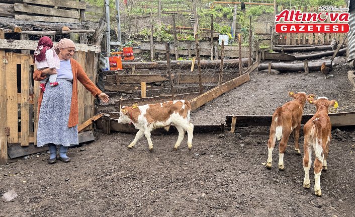 Artvinli besiciye dördüz buzağı sürprizi