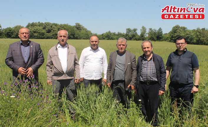 Bafra Ziraat Odası Başkanı Tosuner arpa ve buğday tarlalarında incelemede bulundu