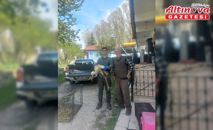 Bolu'da tedavisi tamamlanan 15 yaban hayvanı doğaya salındı