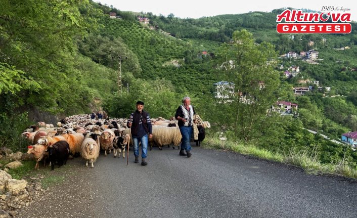 Doğu Karadeniz'de besicilerin yaylalara göçü sürüyor