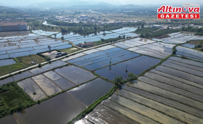 Düzce'de coğrafi işaretli Konuralp pirincinin ekimi yapıldı