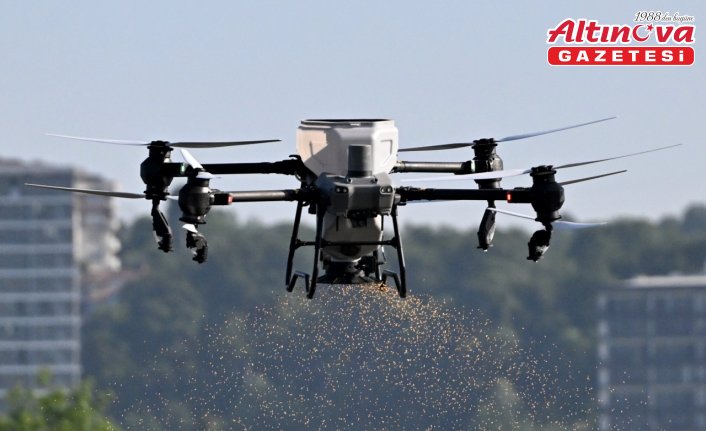 Düzce'de yetiştirilen Konuralp pirincinin ekimi alanı devlet desteğiyle arttı